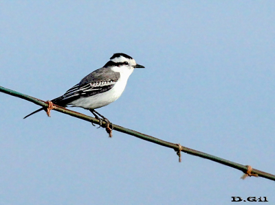 VIUDITA CORONADA (Xolmis coronatus)  - Rincón de Vignoli-FLORIDA (Mayo 2010)